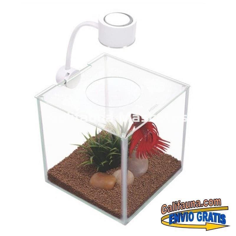 Acuario CUBUS CRISTAL de 3.4 Litros con Iluminación LED. Betera de cristal. - Imagen 2