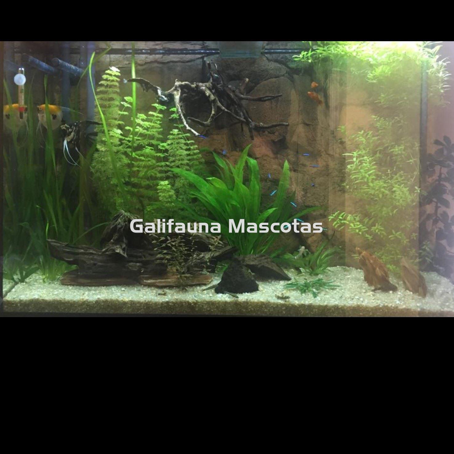 Acuario de cuarentena - Imagen 1
