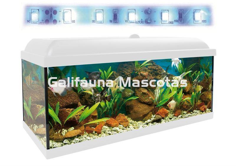 Acuario kit 100 Litros. Con luz azul. Efecto luz de luna.