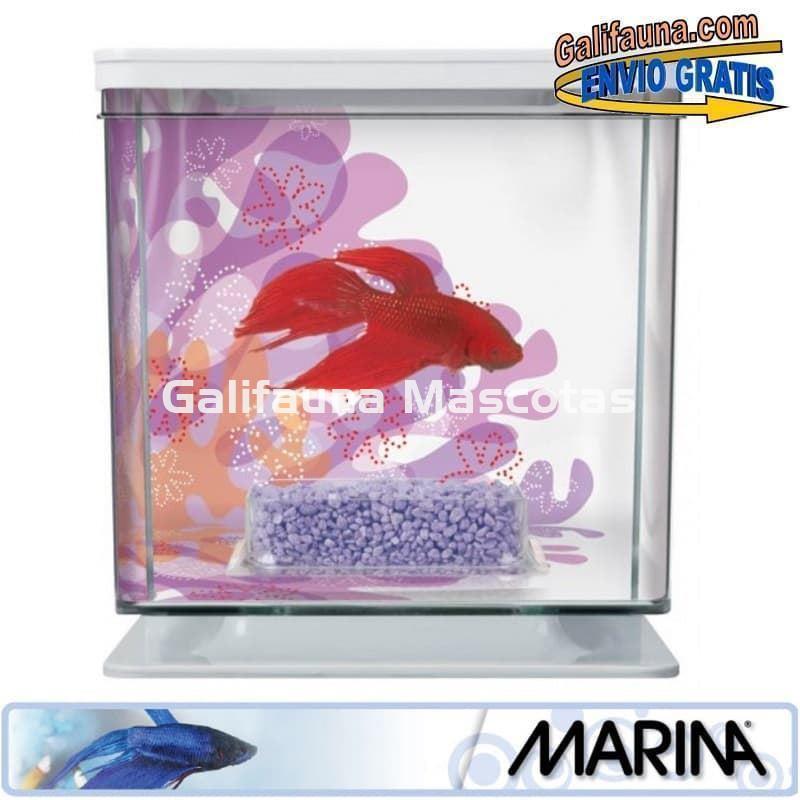 Acuario KIT BETERA de 2 litros. Con grava, alimento y acondicionador de agua. - Imagen 8