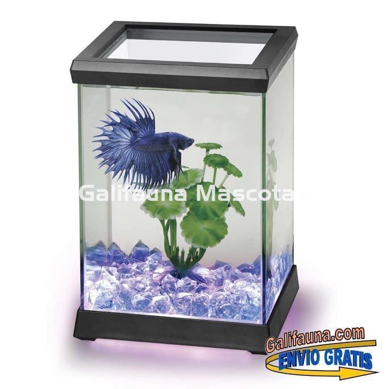 Betera / pecera de cristal Betta Space LED de 4.95 litros. Con lámpara LED Dual-View - Imagen 3