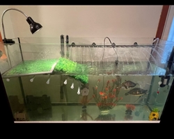 Acuario para grandes tortugas