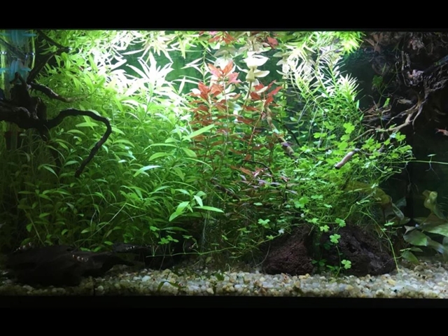 Acuario plantado