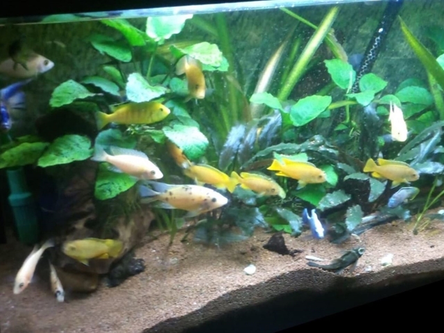 Clíclidos africanos en un acuario super plantado