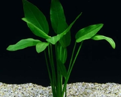 LAS PLANTAS Y EL ACUARIO