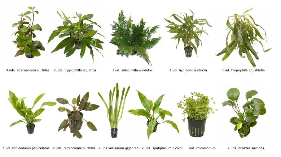 LAS PLANTAS Y EL ACUARIO - Imagen 1