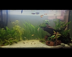 Plantado sobre un tronco.