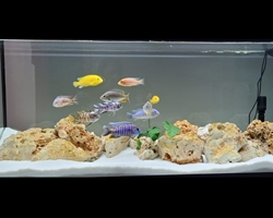 Un gran ejemplo de un acuario para Cíclidos.