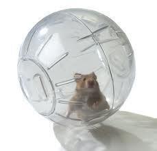 Bola Grande de ejercicio para hamsters, jerbos y otros pequeños roedores. - Imagen 3