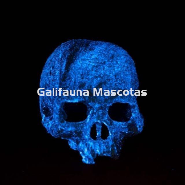 Decoración Adorno CALAVERA FLUORESCENTE para terrarios. - Imagen 2