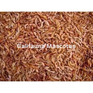 Gammarus varias medidas. Gambitas para la alimentacion de Tortugas. - Imagen 1