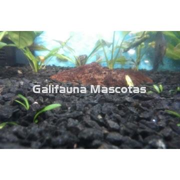 Grava Negra tamaño estandar 1 kg. - Imagen 2