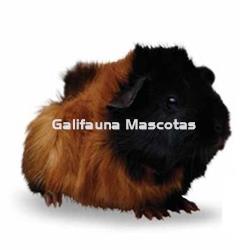 Jaula especial para Cobaya. Seguridad total para tu mascota. - Imagen 2