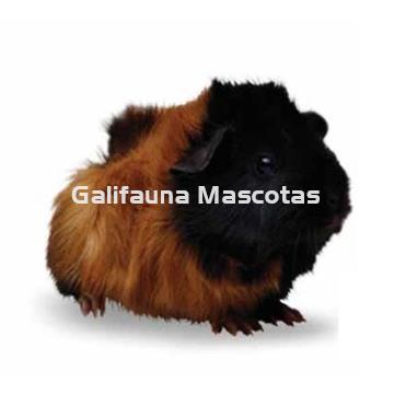 Jaula especial para Cobaya. Seguridad total para tu mascota. - Imagen 2