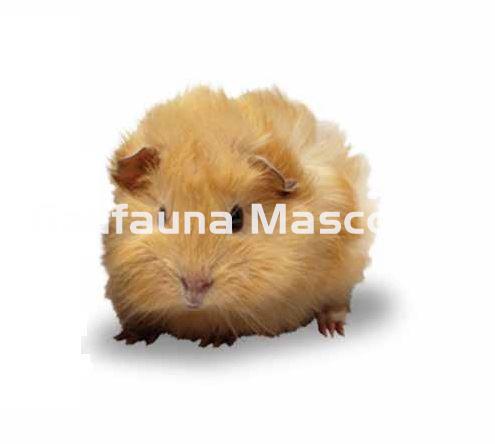 Jaula para hamster con todos los accesorios. 23x16,5x24 - Imagen 2