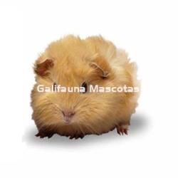 Jaula para hamster con todos los accesorios. Grande 27x20x25,5 - Imagen 2