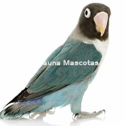 Jaula para loros cuadrada blanca de hierro. 40x40x59cm. Super-reforzada - Imagen 2