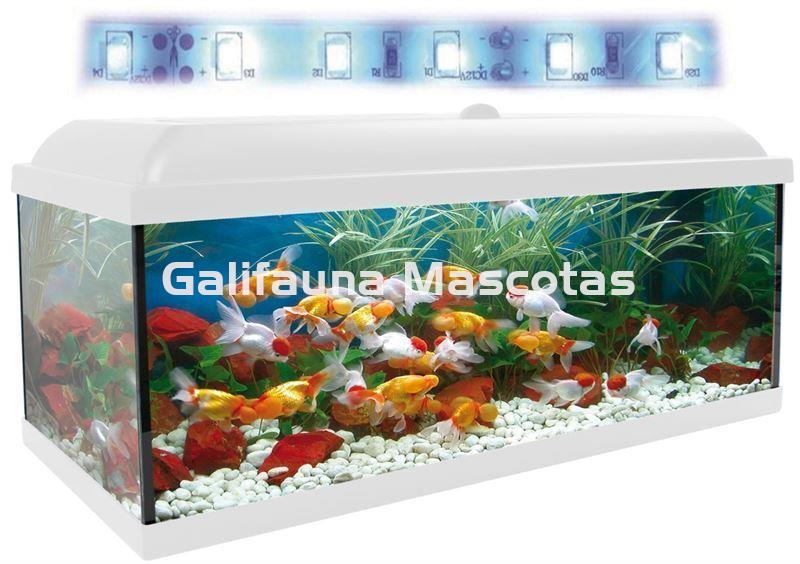 Acuario Kit Completo 100 Litros Tapa Blanca Aqua Led Filtro Int. Optimus