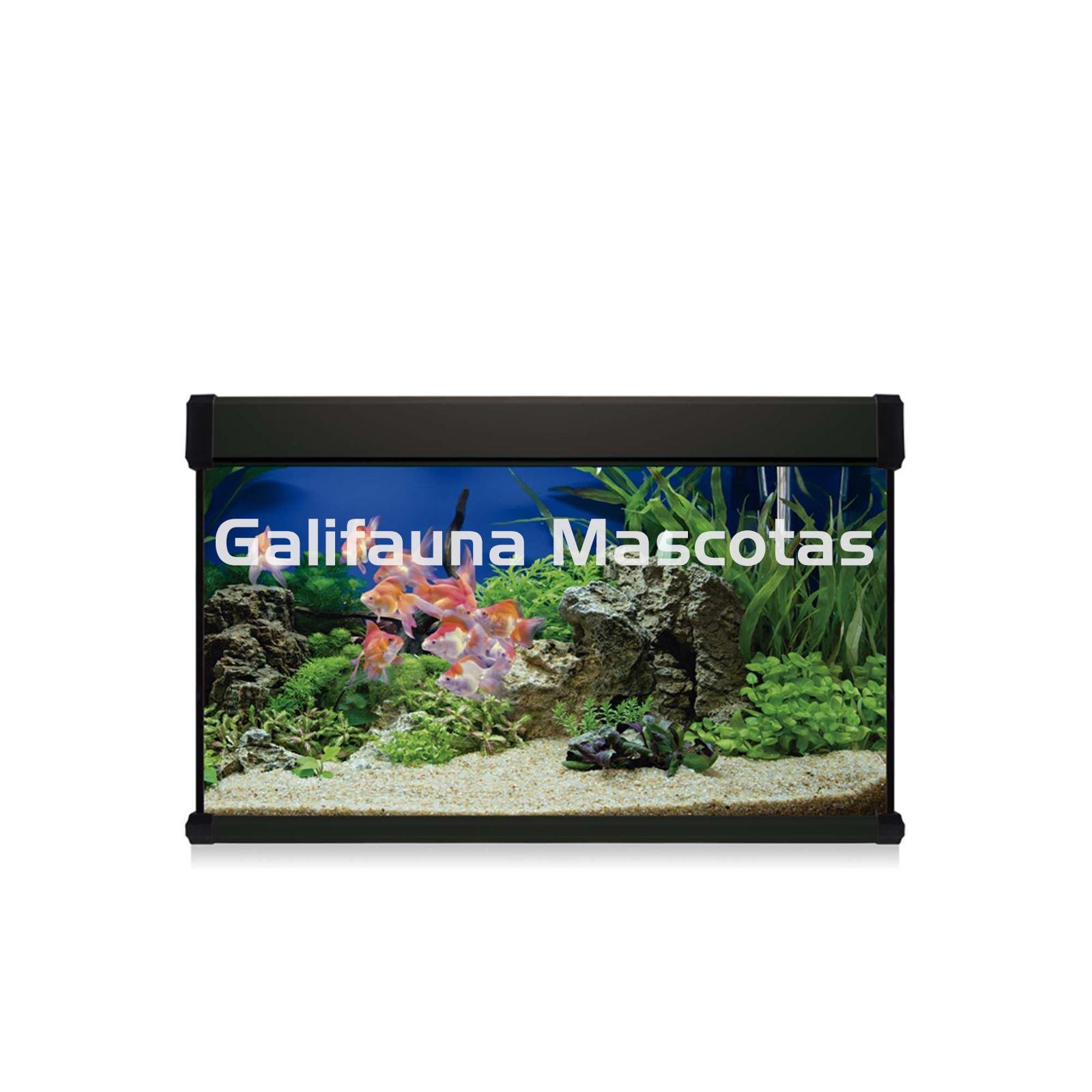 KIT ACUARIO de 100 litros AQUALUXPRO + MESA AQUA STAND - Imagen 2