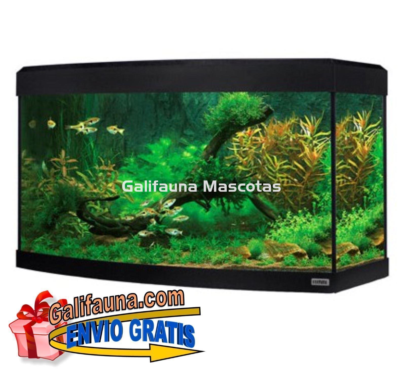 Kit acuario + mesa VICENZA 260 litros con frontal curvo. "Una ventana al mundo submarino". - Imagen 3