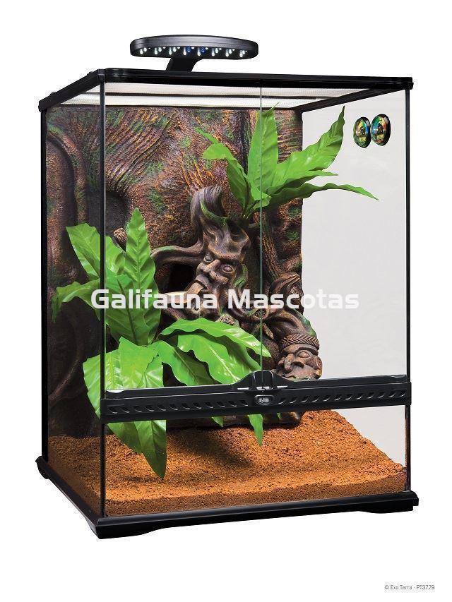 KIT Terrario GECKO CRESTADO. Habitat para reptiles como Geckos y similares. - Imagen 6