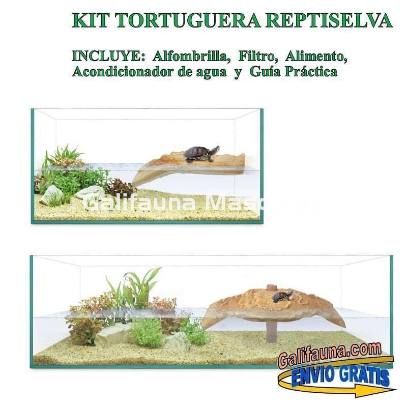 Kit Tortuguera de Cristal. Modelo Isla. Varias medidas. - Imagen 1