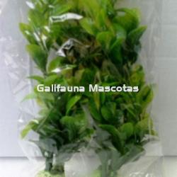 Pack de 2 Plantas de plástico 18 cm. para acuario. Decoración Acuarios. - Imagen 1