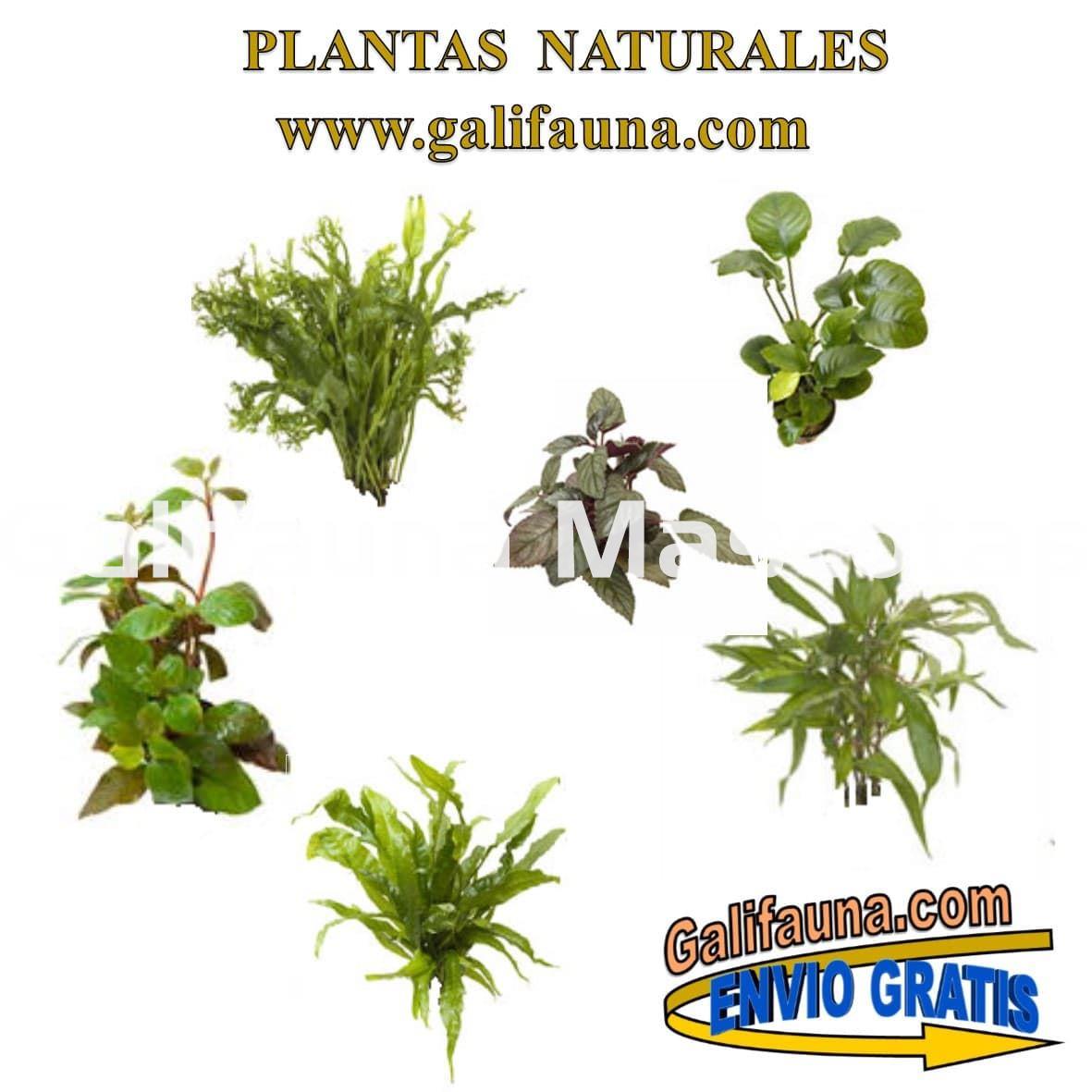 Pack de 3 plantas naturales surtidas con Portes Gratis - Imagen 2