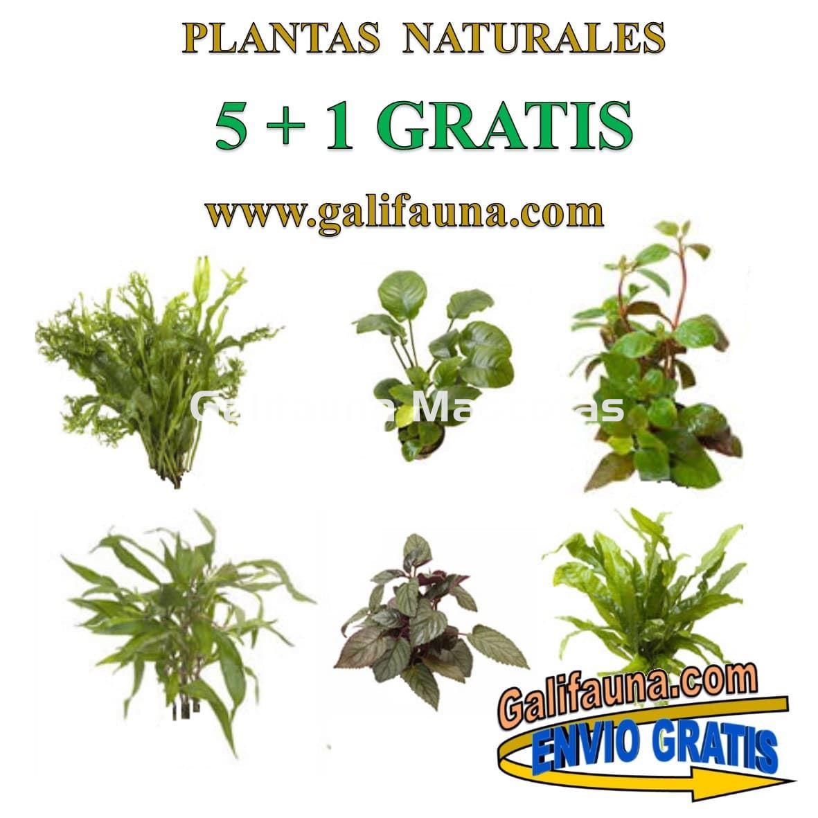 Pack de 5 plantas + 1 Gratis. Plantas naturales surtidas con Portes Gratis - Imagen 1