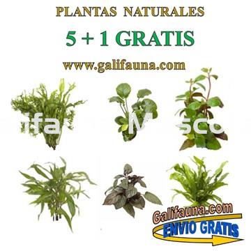 Pack de 5 plantas + 1 Gratis. Plantas naturales surtidas con Portes Gratis - Imagen 1