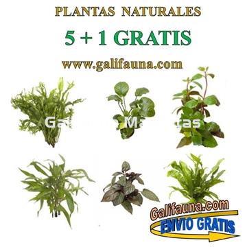 Pack de 5 plantas + 1 Gratis. Plantas naturales surtidas con Portes Gratis - Imagen 1