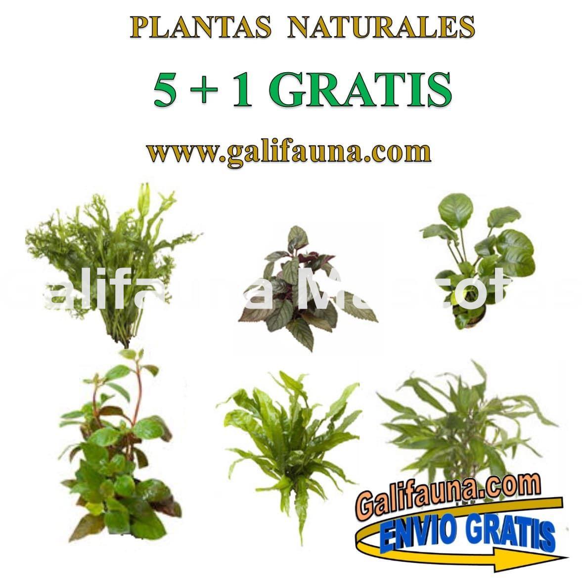 Pack de 5 plantas + 1 Gratis. Plantas naturales surtidas con Portes Gratis - Imagen 2