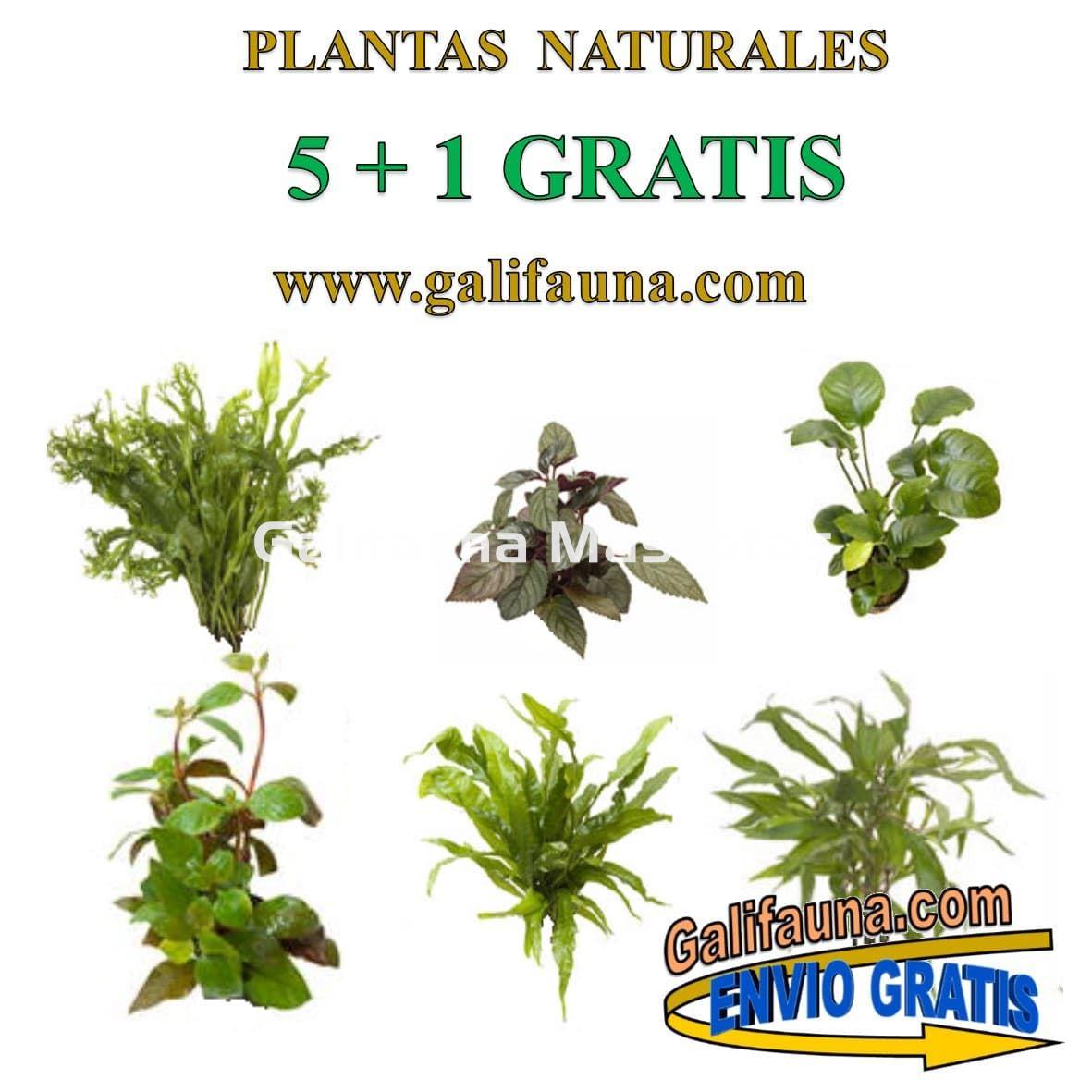 Pack de 5 plantas + 1 Gratis. Plantas naturales surtidas con Portes Gratis - Imagen 2