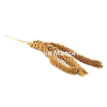 Panizo en espiga para pajaros - Imagen 1