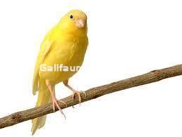 Panizo en espiga para pajaros - Imagen 2