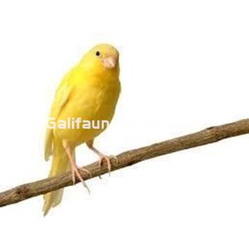 Panizo en espiga para pajaros - Imagen 2