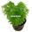 Planta natural Ambulia (Limnophila heterophylla) - Imagen 1