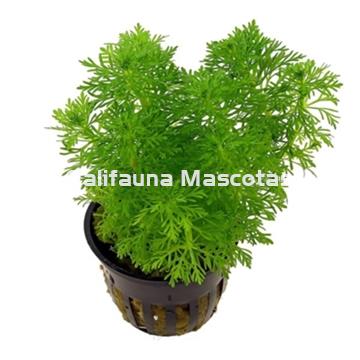 Planta natural Ambulia (Limnophila heterophylla) - Imagen 2