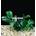 Planta natural Anubia nana. - Imagen 2