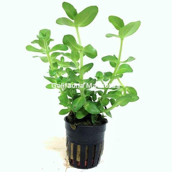 Planta natural Bacopa (Bacopa amplexicaulis). - Imagen 1