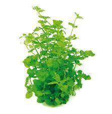 Planta natural Bacopa (bacopa australis). - Imagen 1