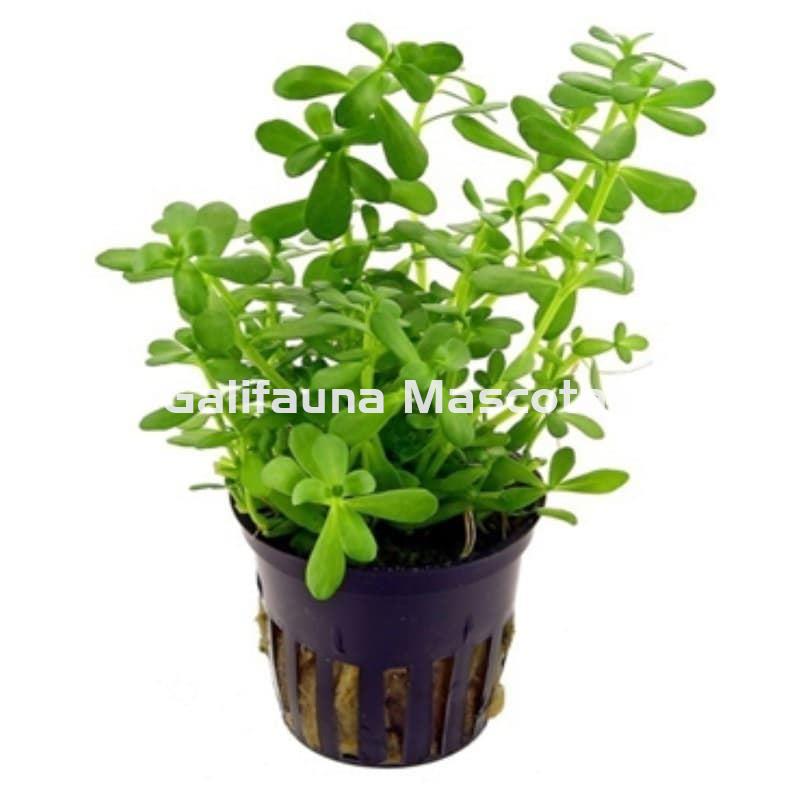 Planta natural Bacopa (Bacopa sp). - Imagen 1