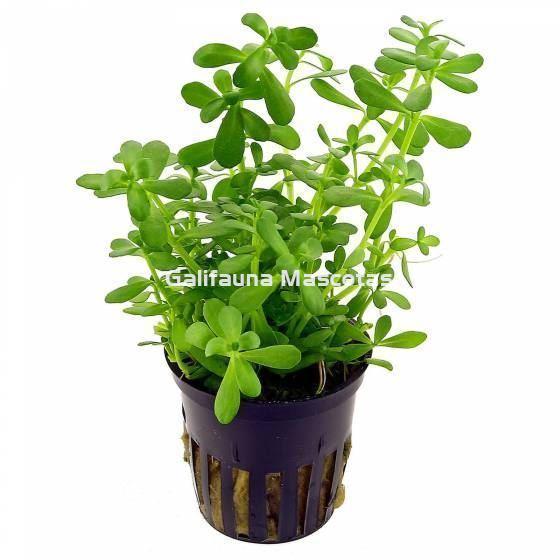 Planta natural Bacopa Monerii (Bacopa Monerii). - Imagen 1