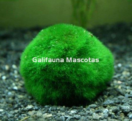 Planta natural bola de musgo Cladophora aegagropila. - Imagen 1