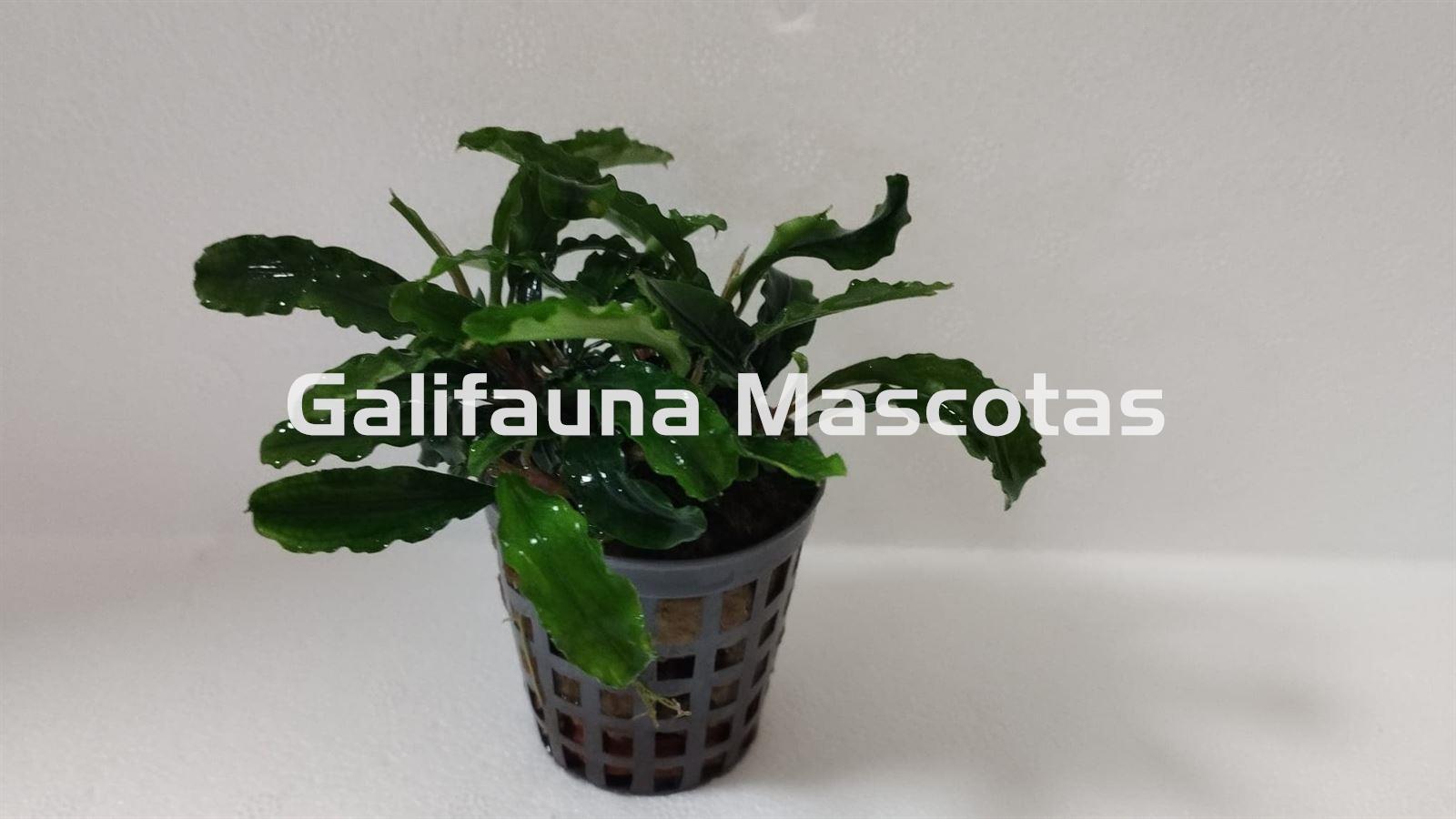 Planta natural Bucephalandra - Imagen 1