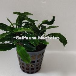 Planta natural Bucephalandra - Imagen 1