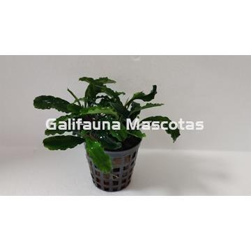 Planta natural Bucephalandra - Imagen 1