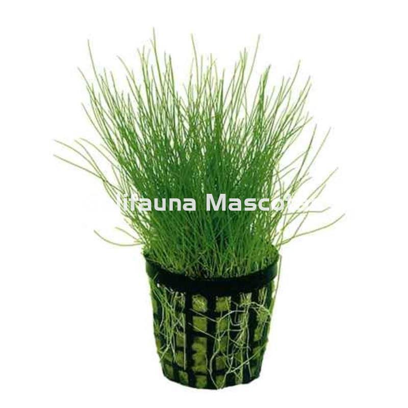 Planta natural Cesped acuatico (Eleocharis acicularis). - Imagen 1