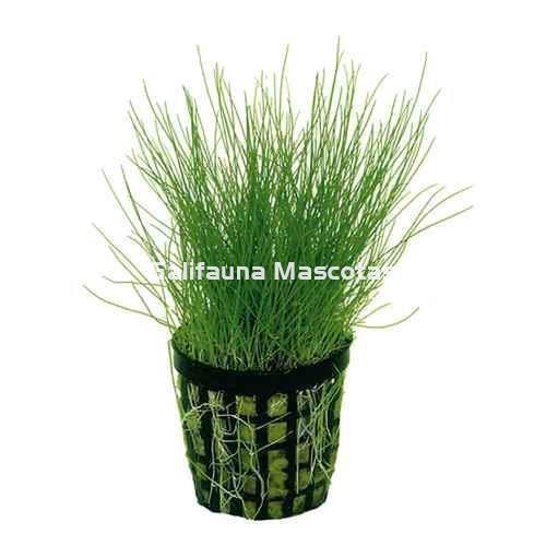 Planta natural Cesped acuatico (Eleocharis acicularis). - Imagen 2