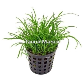 Planta natural Cesped (Lilaeopsis novea-zealandia) - Imagen 1